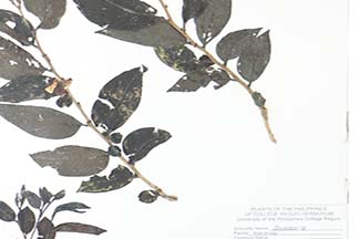 Glochidion philippicum