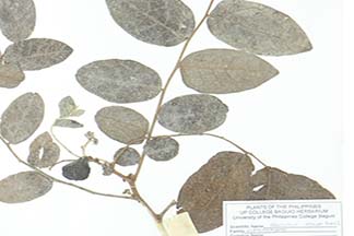 Phyllanthus albus