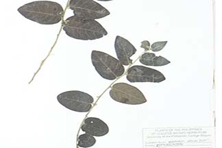 Phyllanthus albus