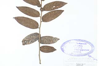 Phyllanthus albus