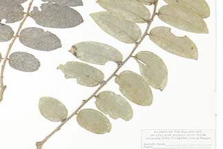 Phyllanthus albus