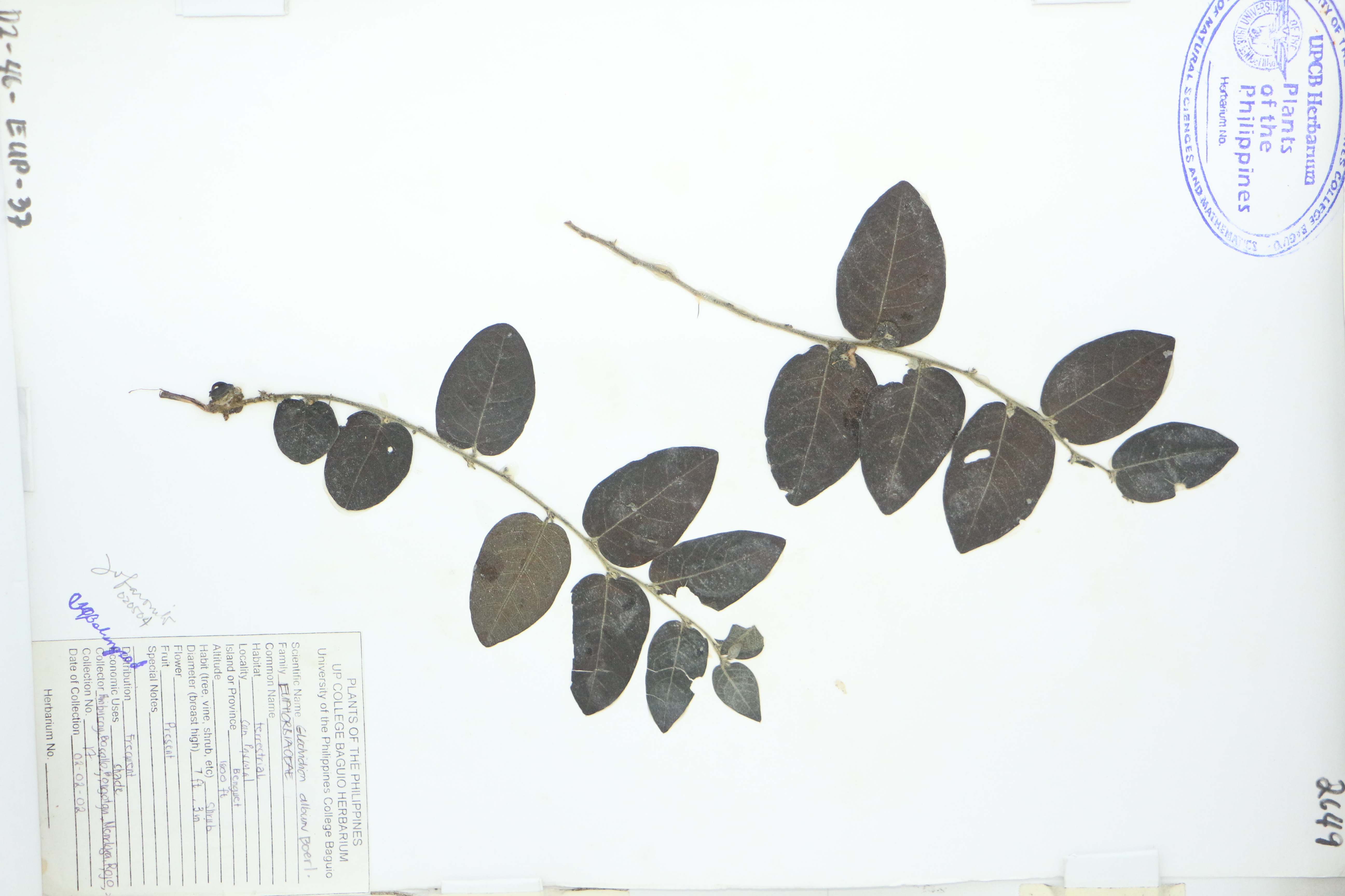 Phyllanthus albus