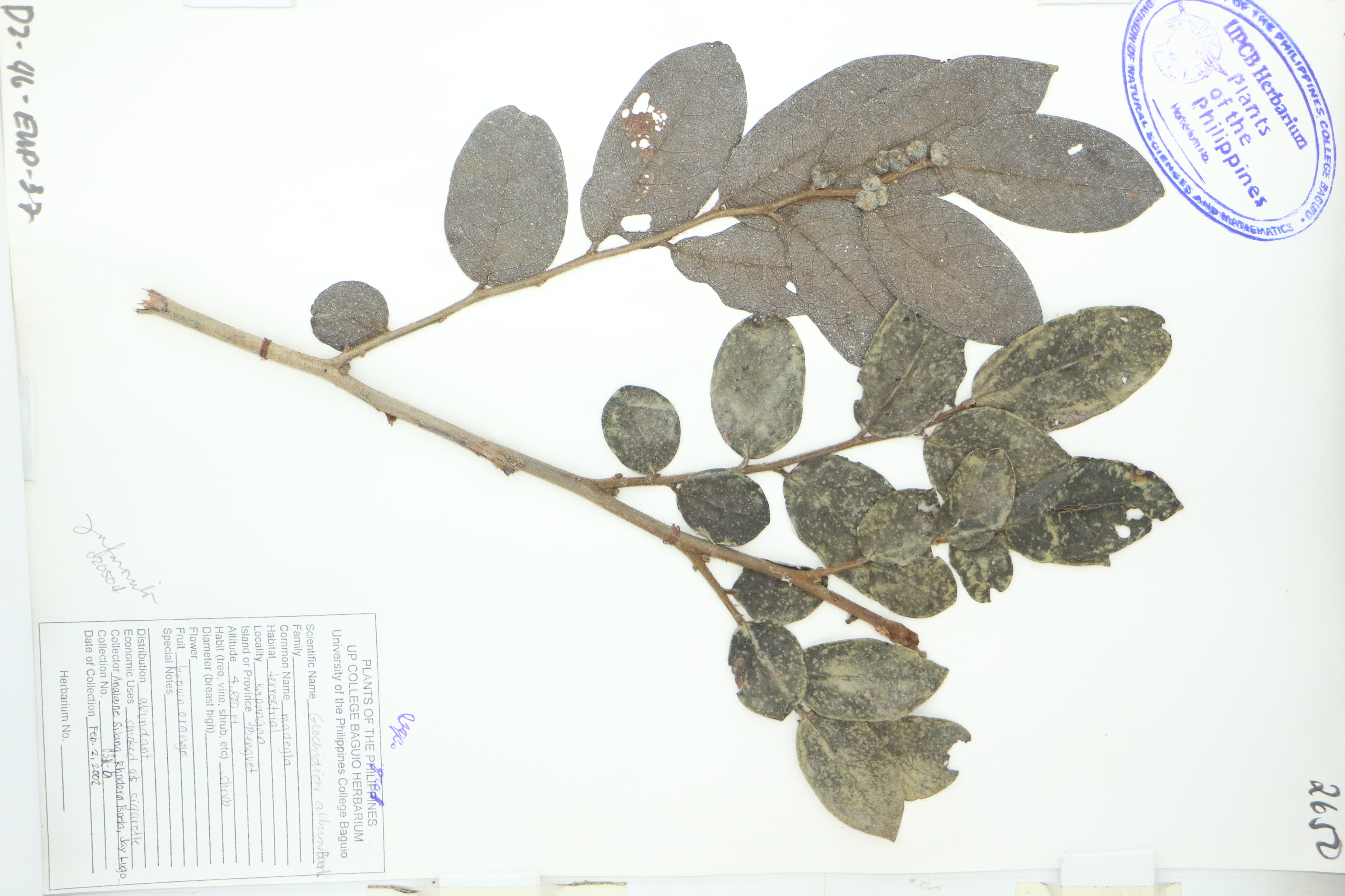 Phyllanthus albus