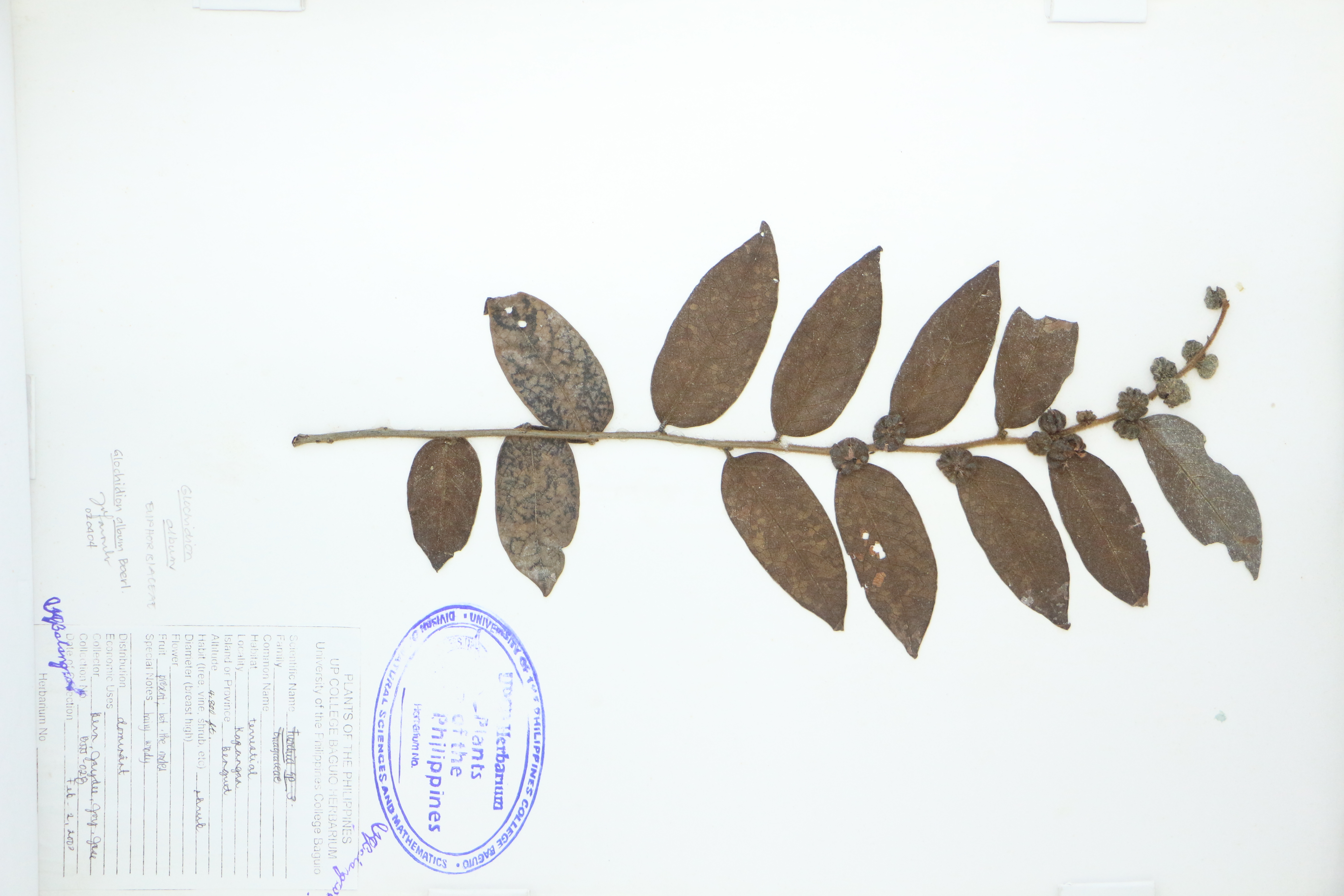 Phyllanthus albus