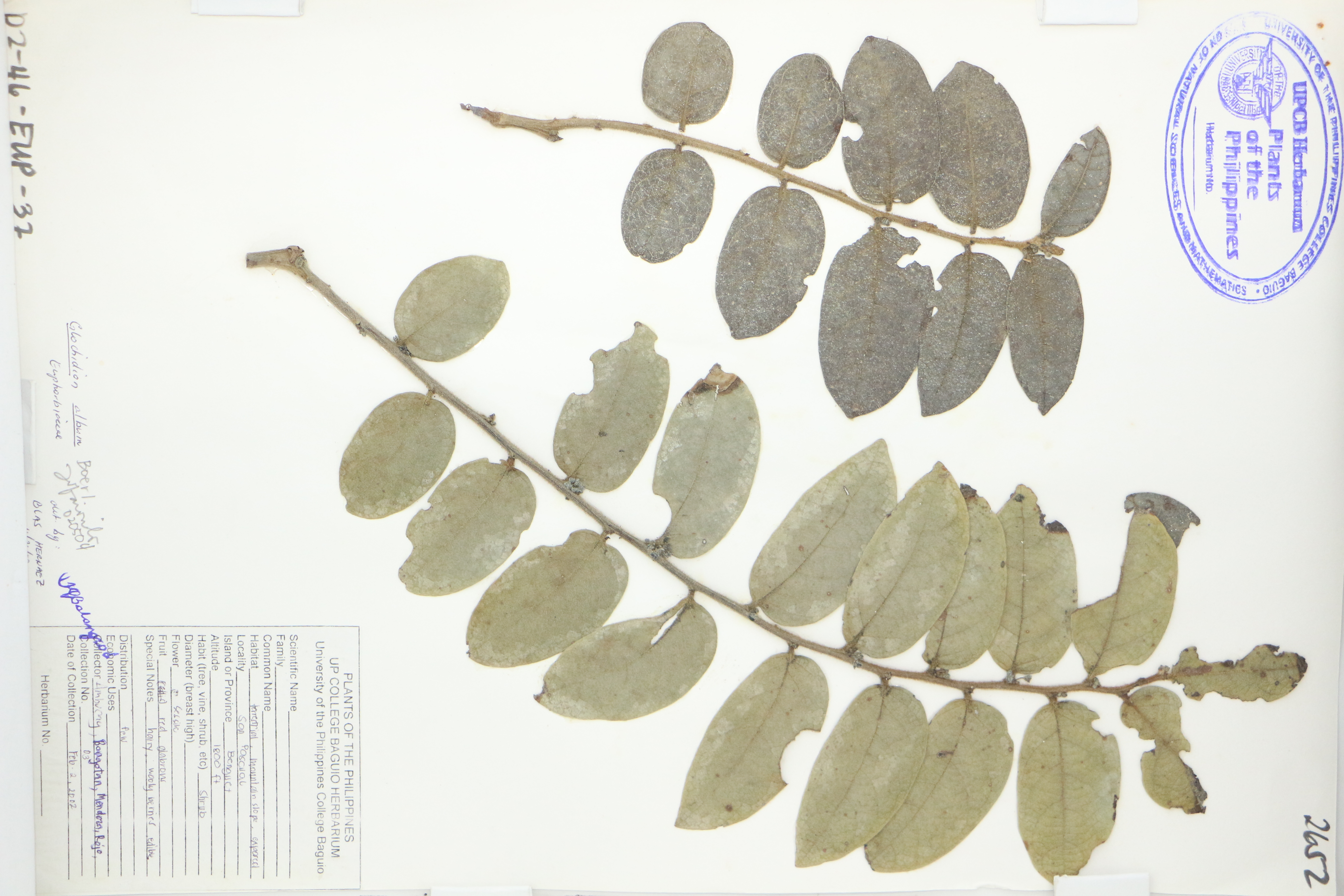 Phyllanthus albus