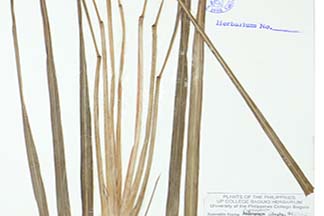 Cymbopogon citratus