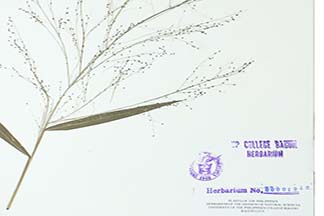 Cyrtococcum patens var. latifolium
