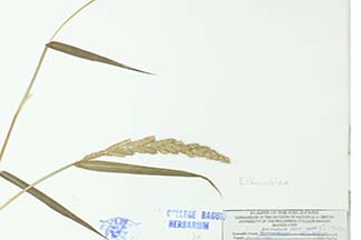 Echinochloa crus-galli