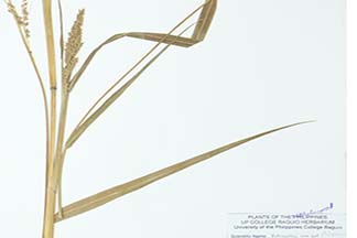 Echinochloa crus-galli