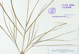 Miscanthus floridulus