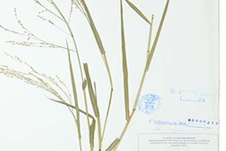 Panicum repens