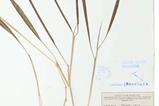 Panicum repens