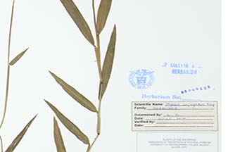 Paspalum conjugatum