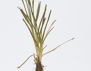 Paspalum conjugatum