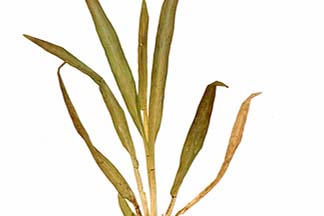 Paspalum scrobiculatum