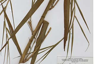 Phragmites australis