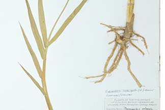 Phragmites australis