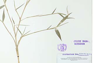 Phyllostachys nidularia