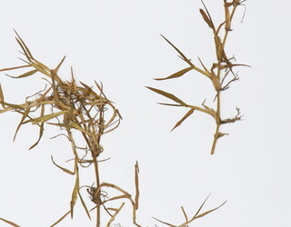 Poa pratensis