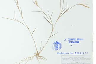 Pogonatherum paniceum