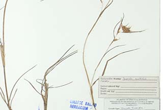 Themeda triandra