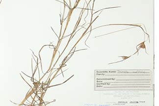 Themeda triandra