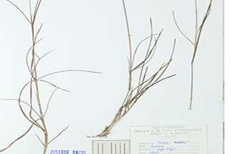 Themeda triandra