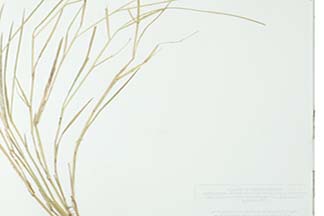 Themeda triandra