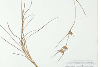 Themeda triandra