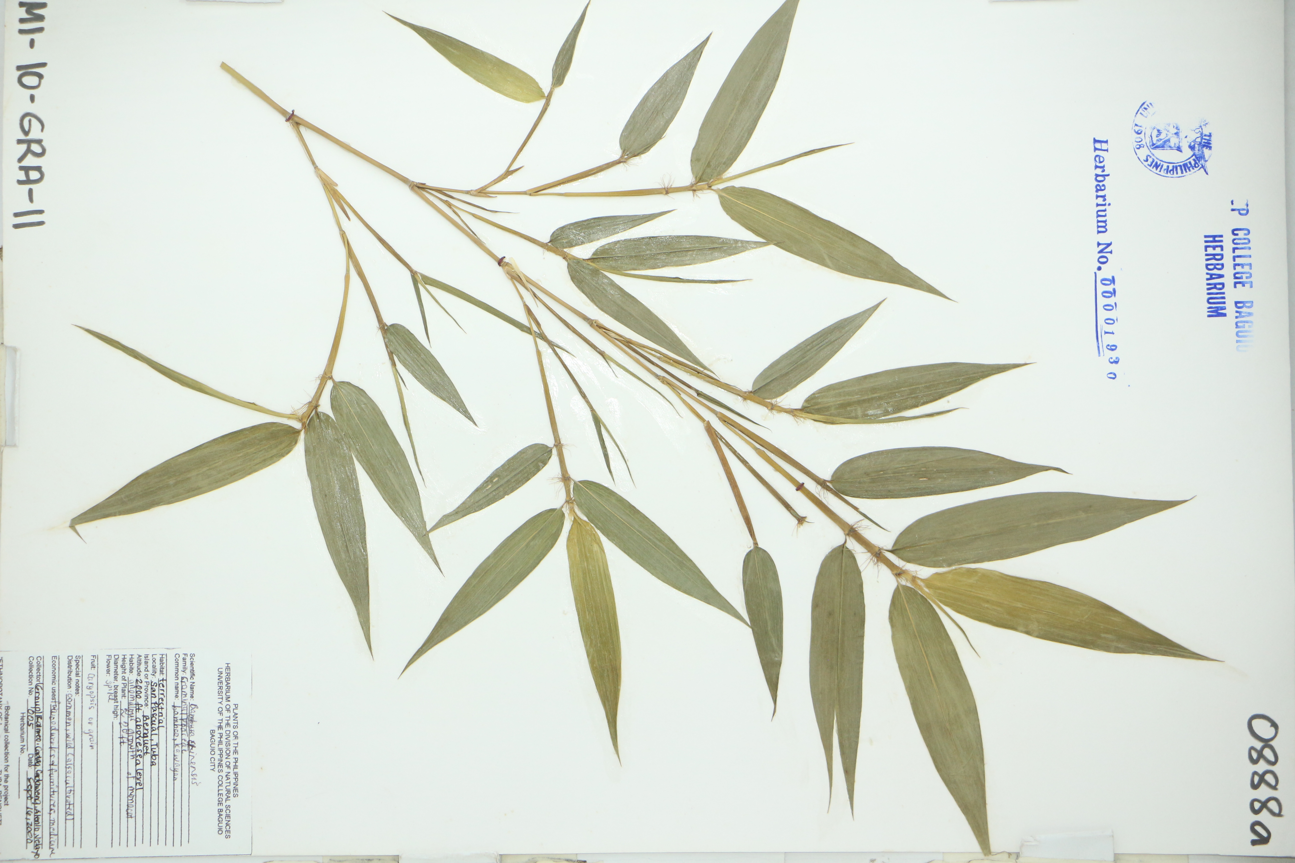 Bambusa sinensis