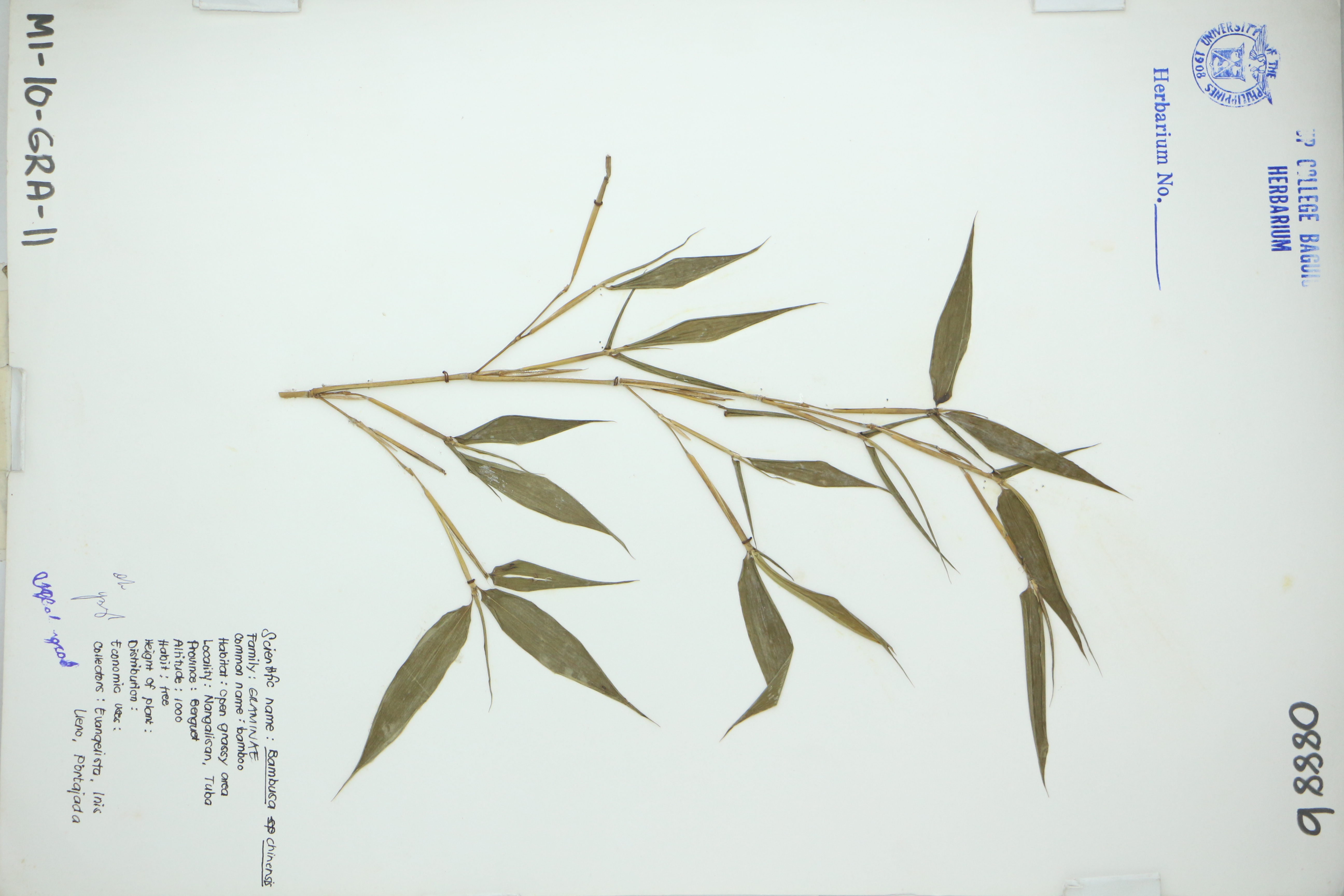 Bambusa sinensis