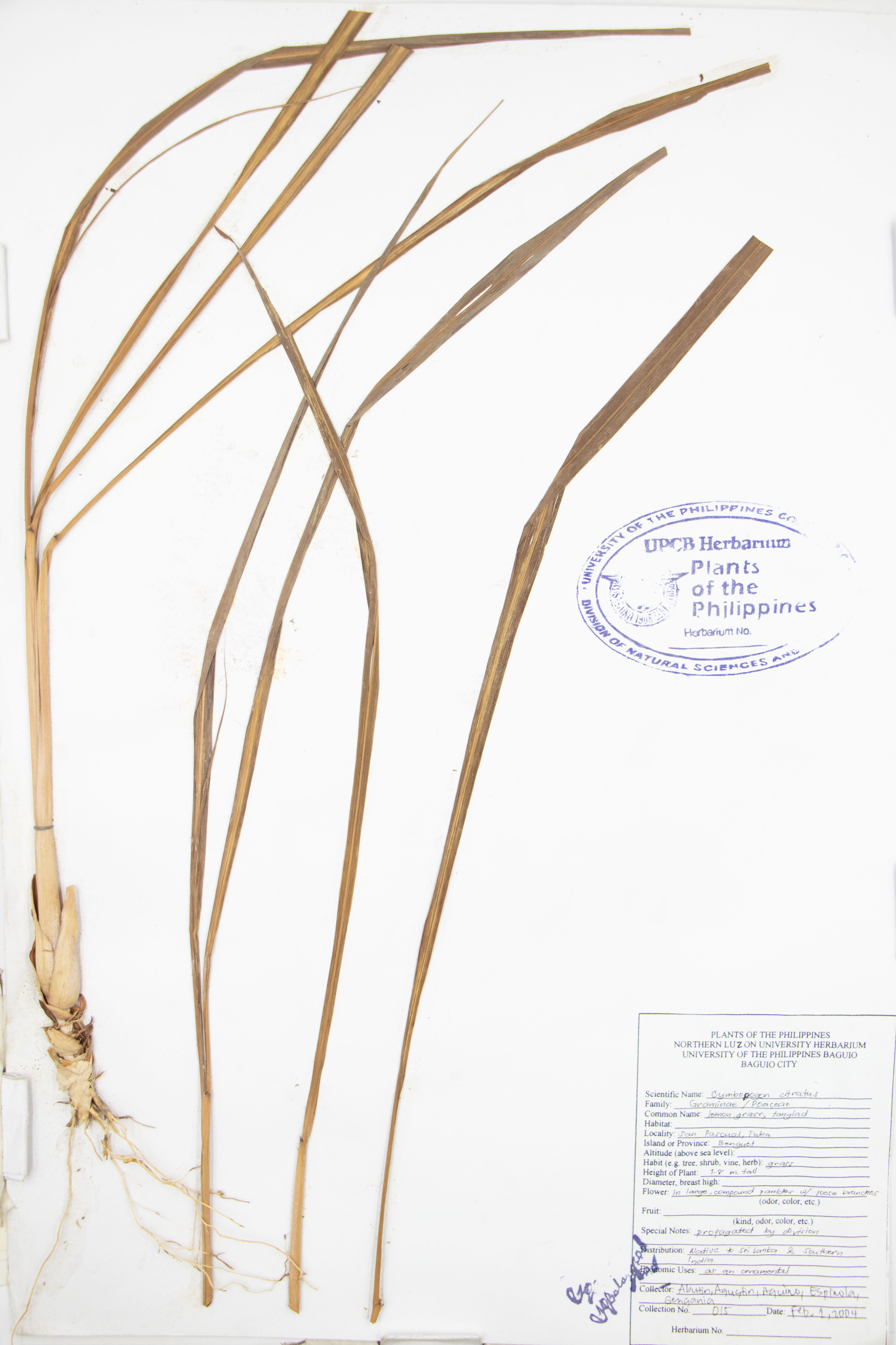 Cymbopogon citratus