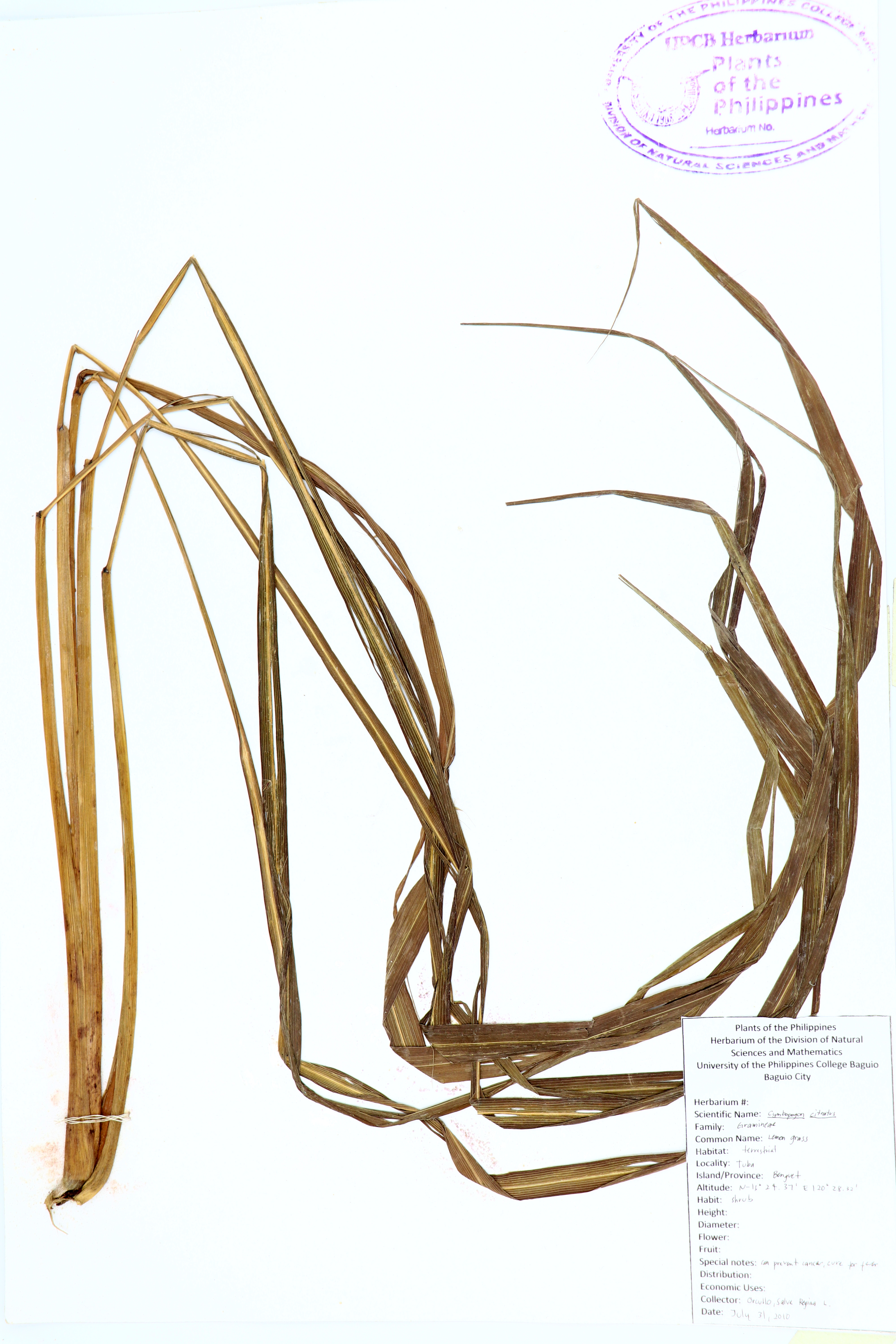 Cymbopogon citratus