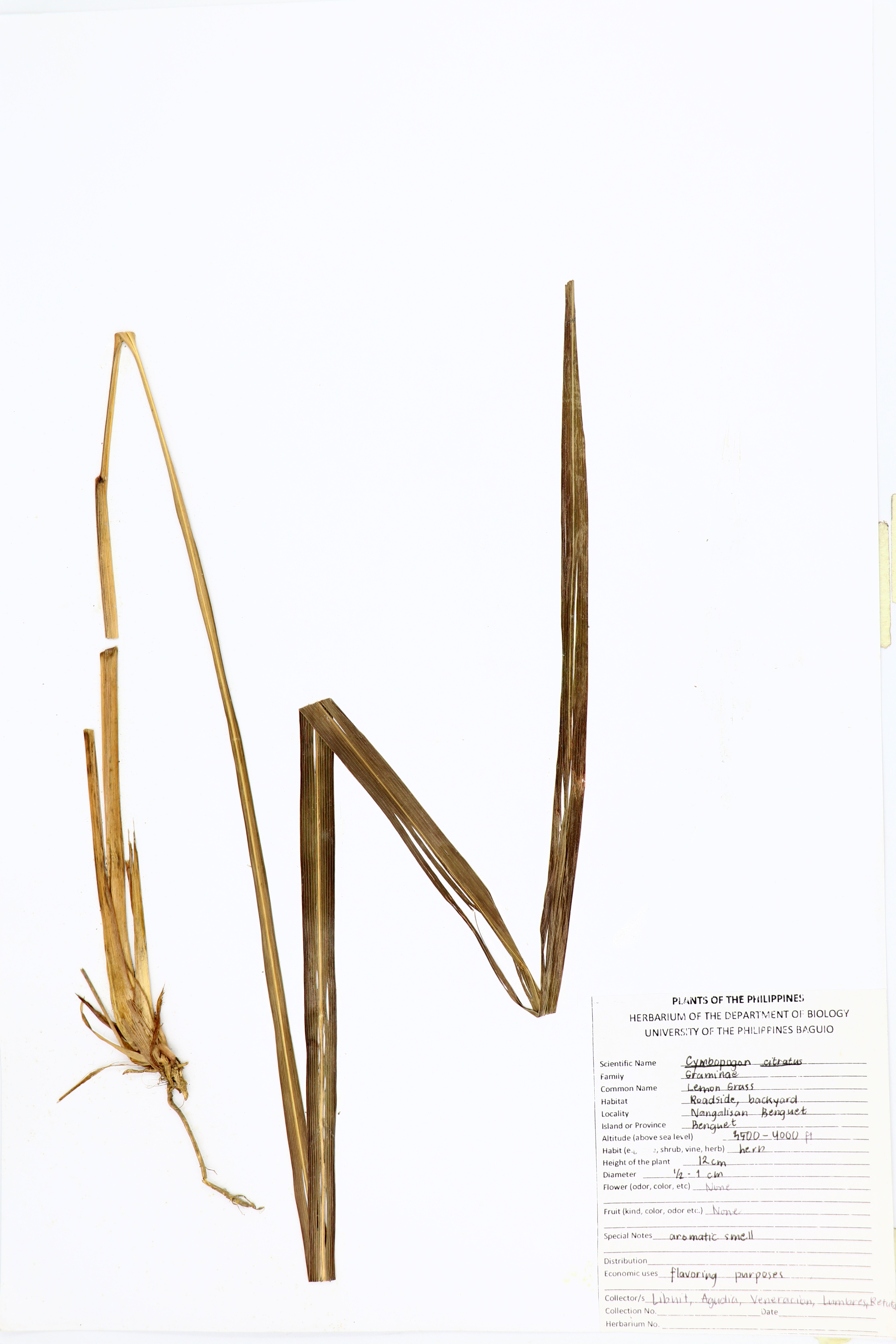 Cymbopogon citratus