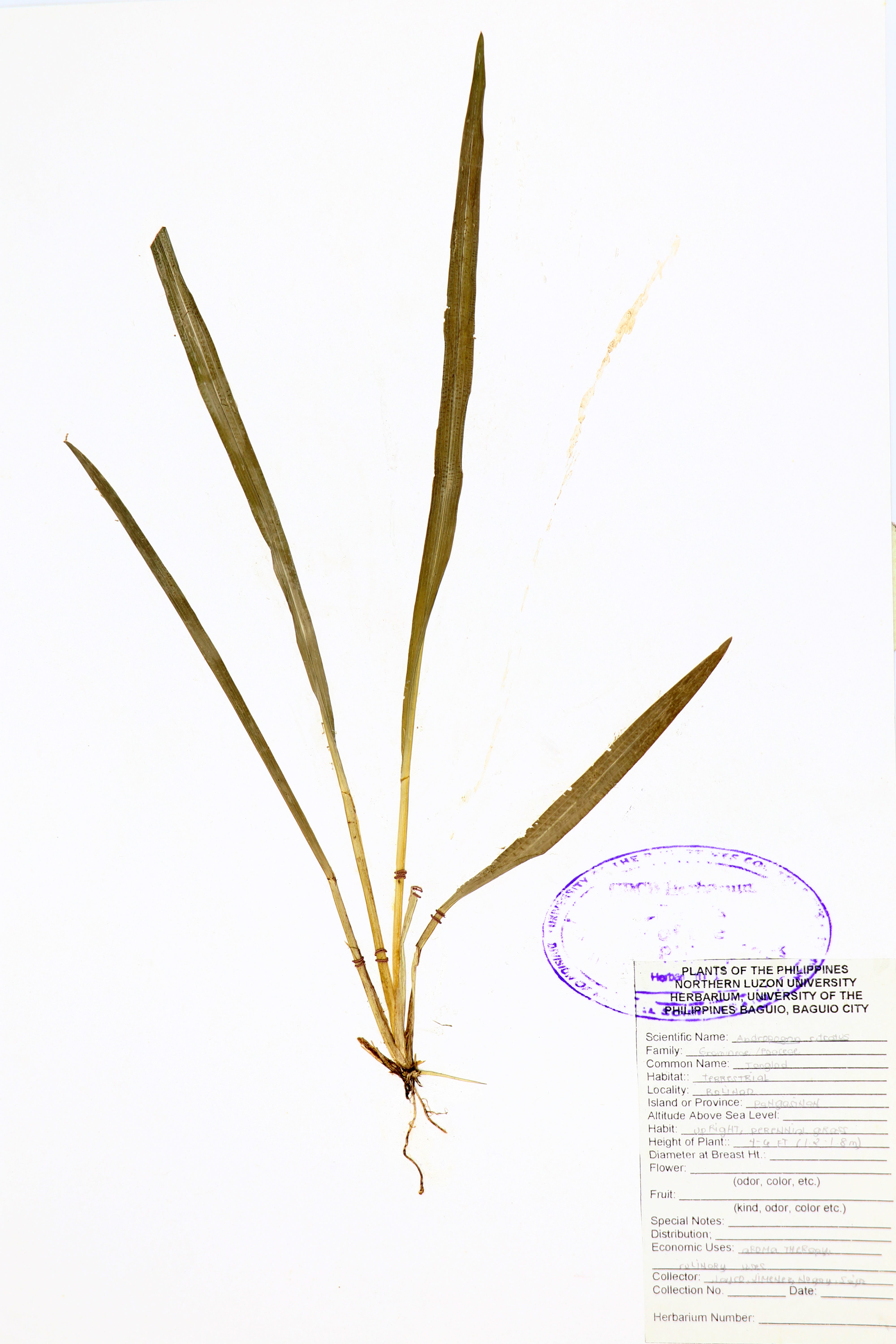 Cymbopogon citratus