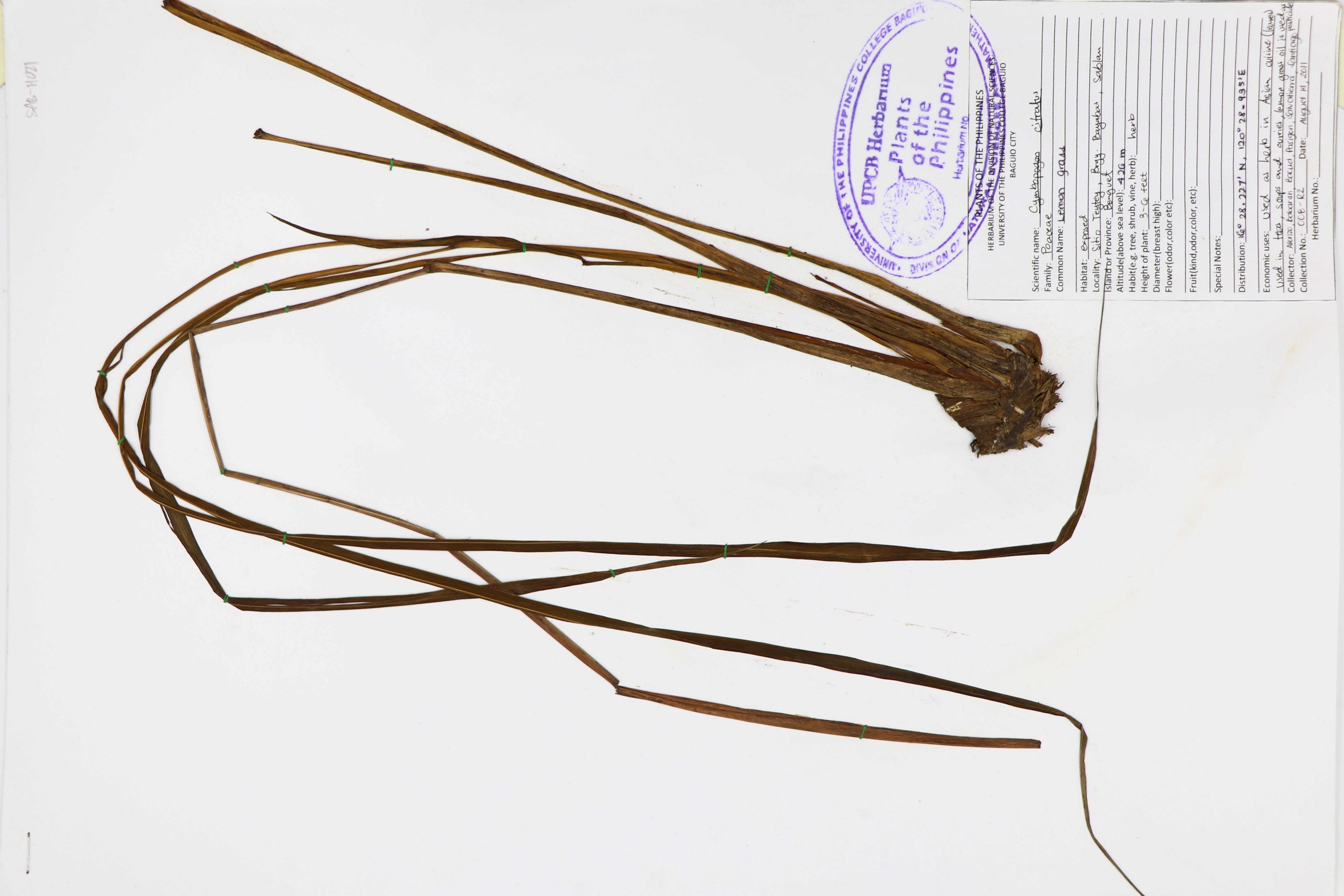 Cymbopogon citratus