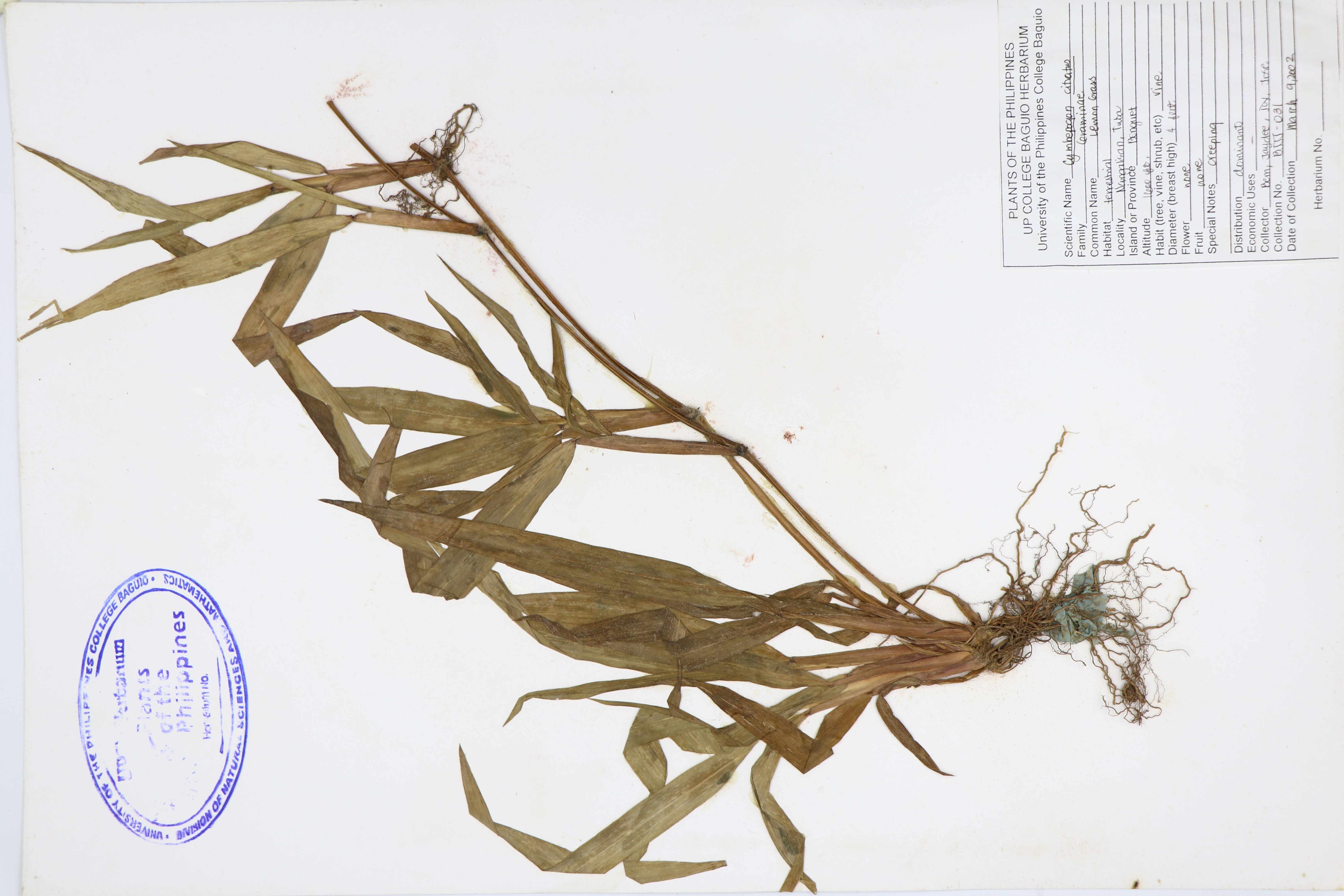 Cymbopogon citratus