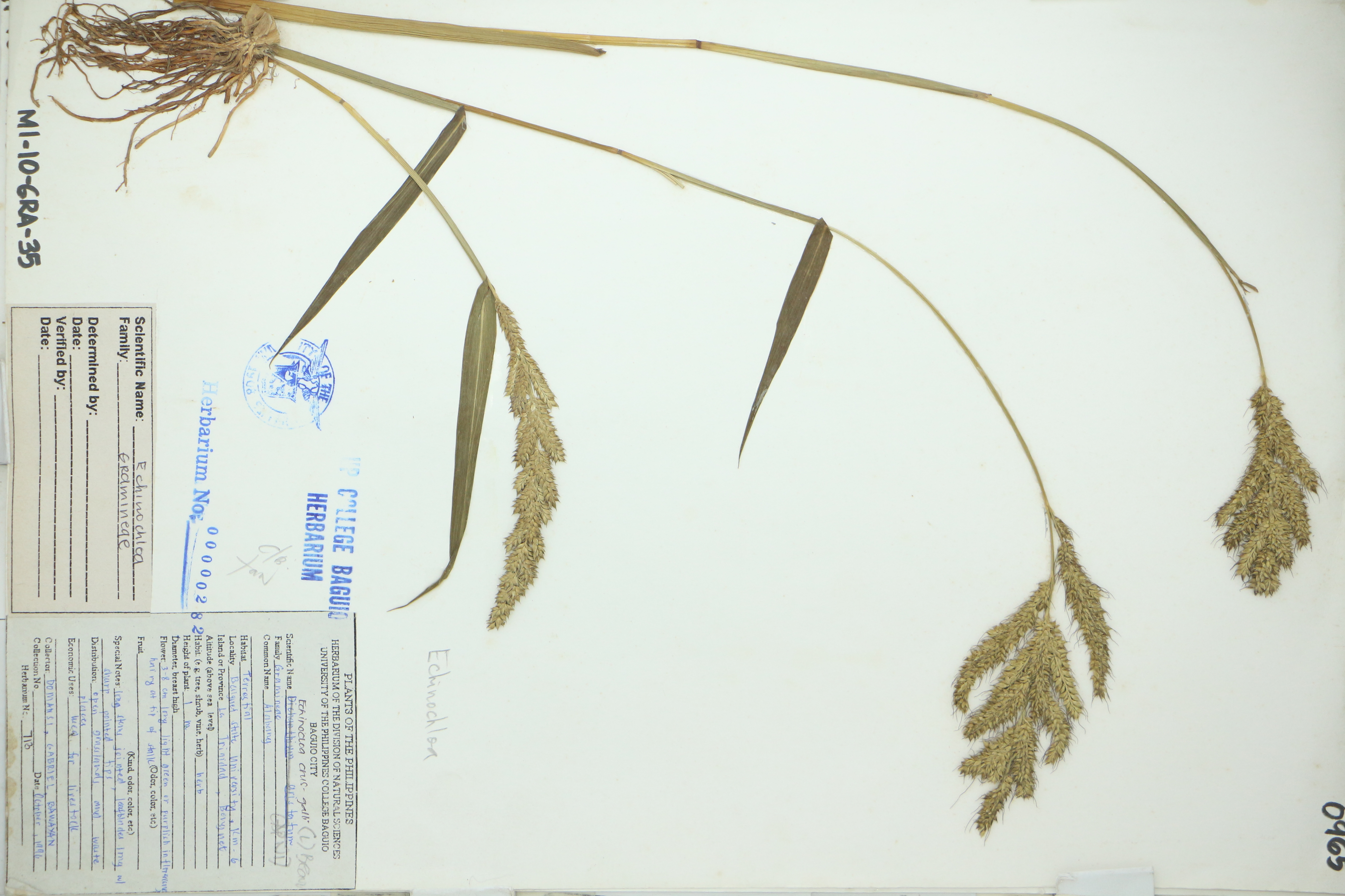 Echinochloa crus-galli