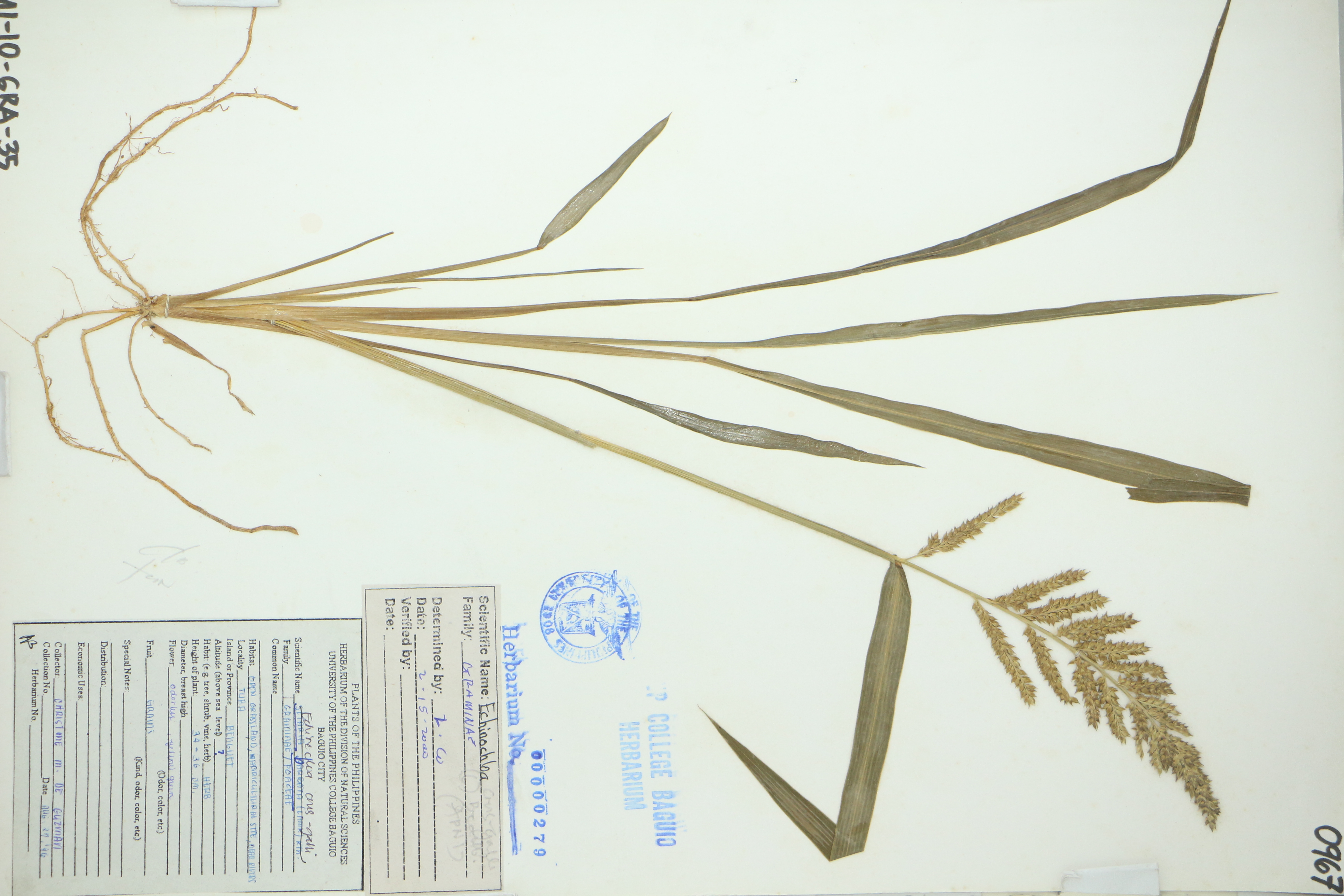 Echinochloa crus-galli