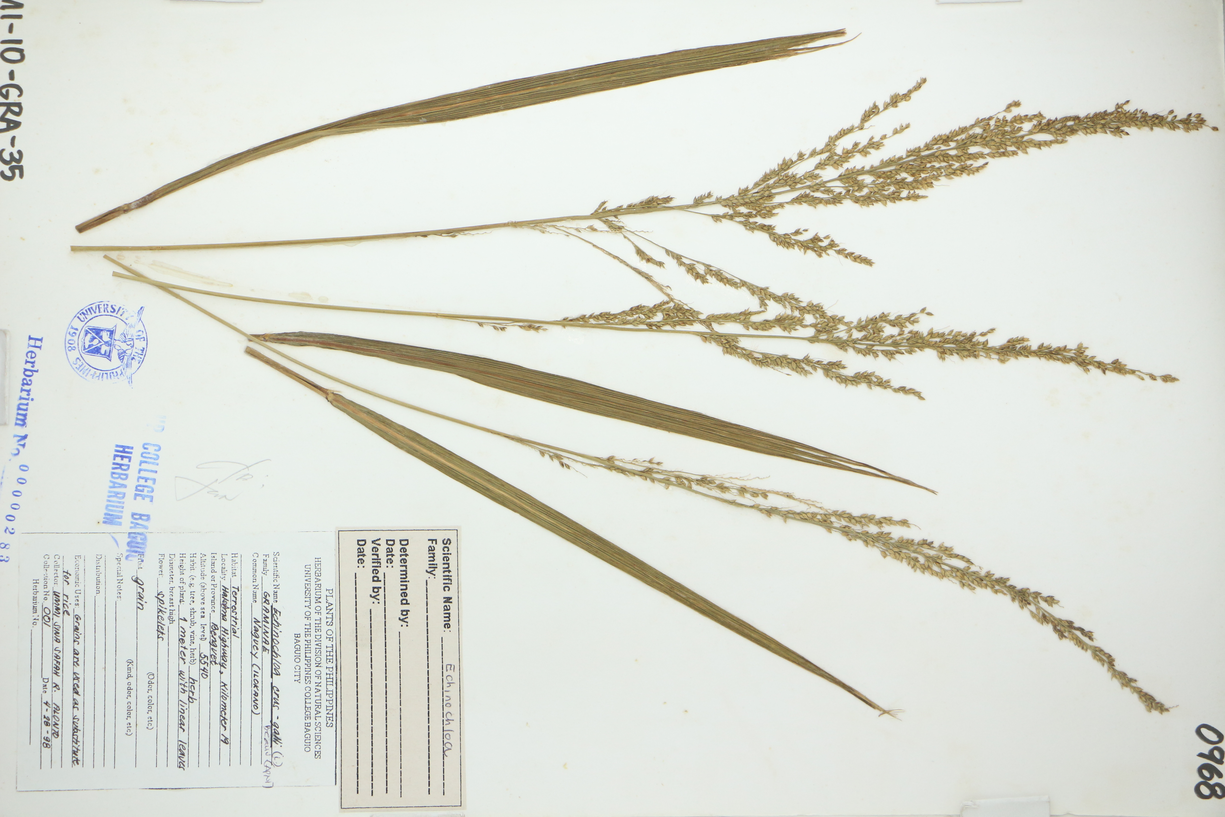 Echinochloa crus-galli