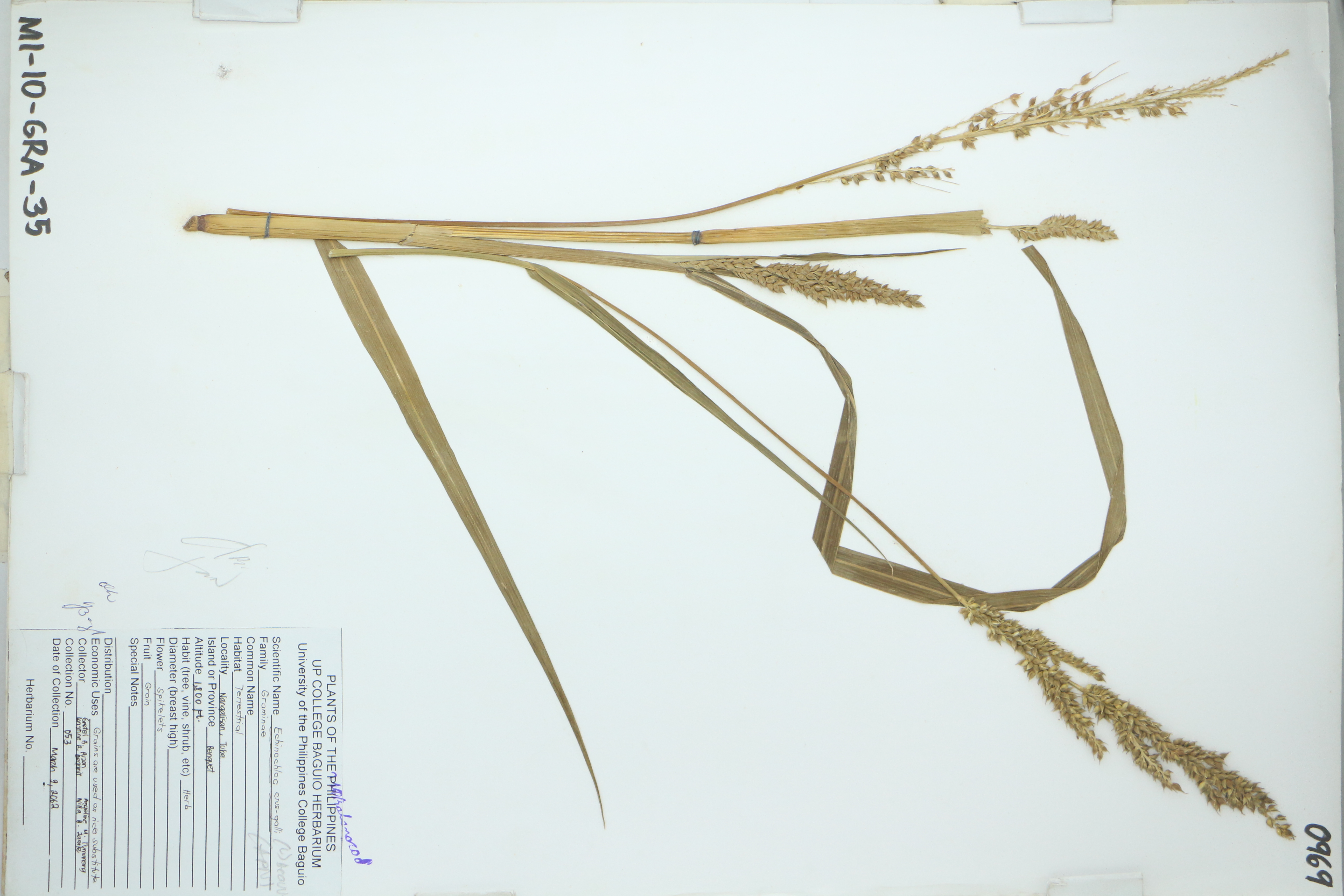 Echinochloa crus-galli