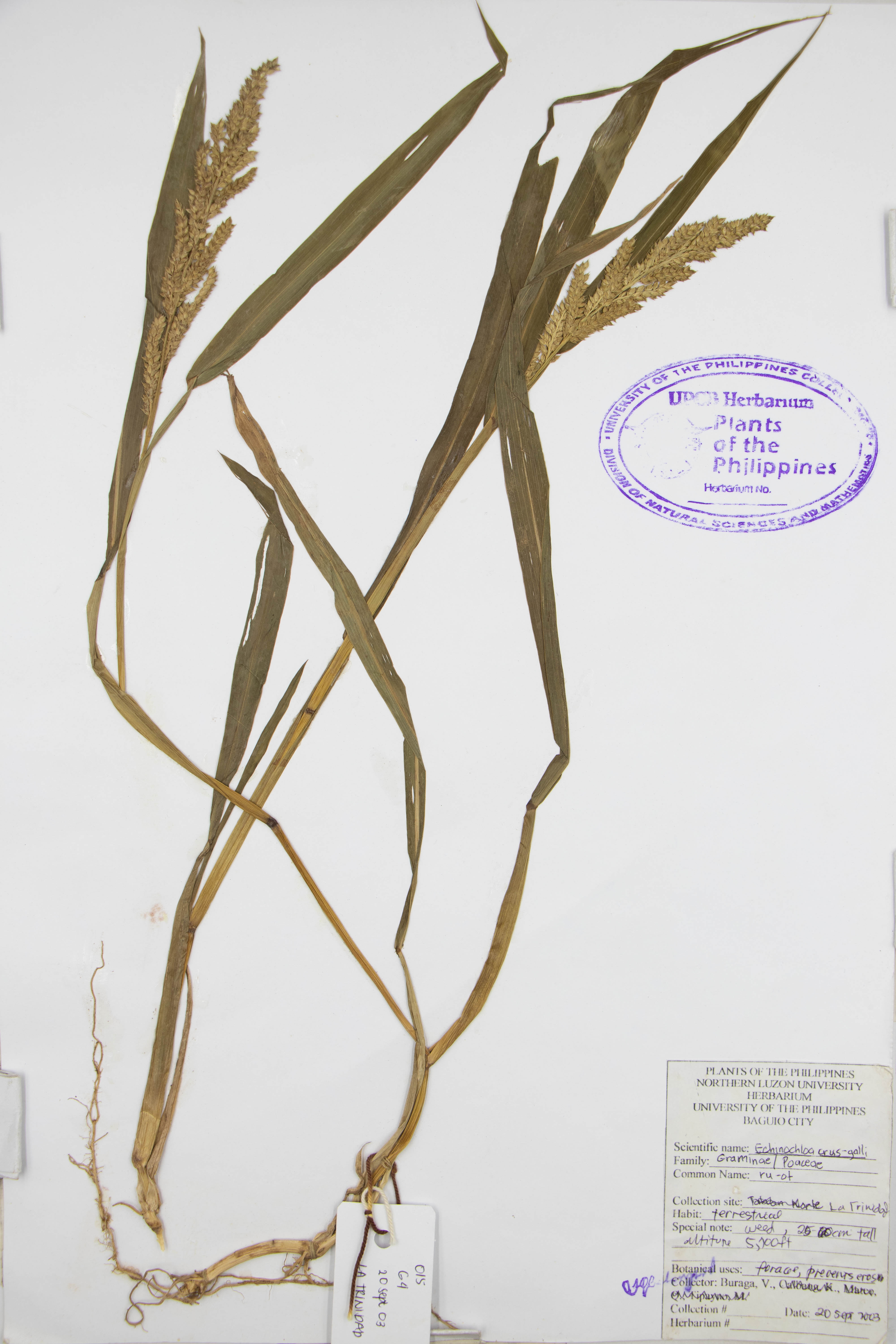 Echinochloa crus-galli