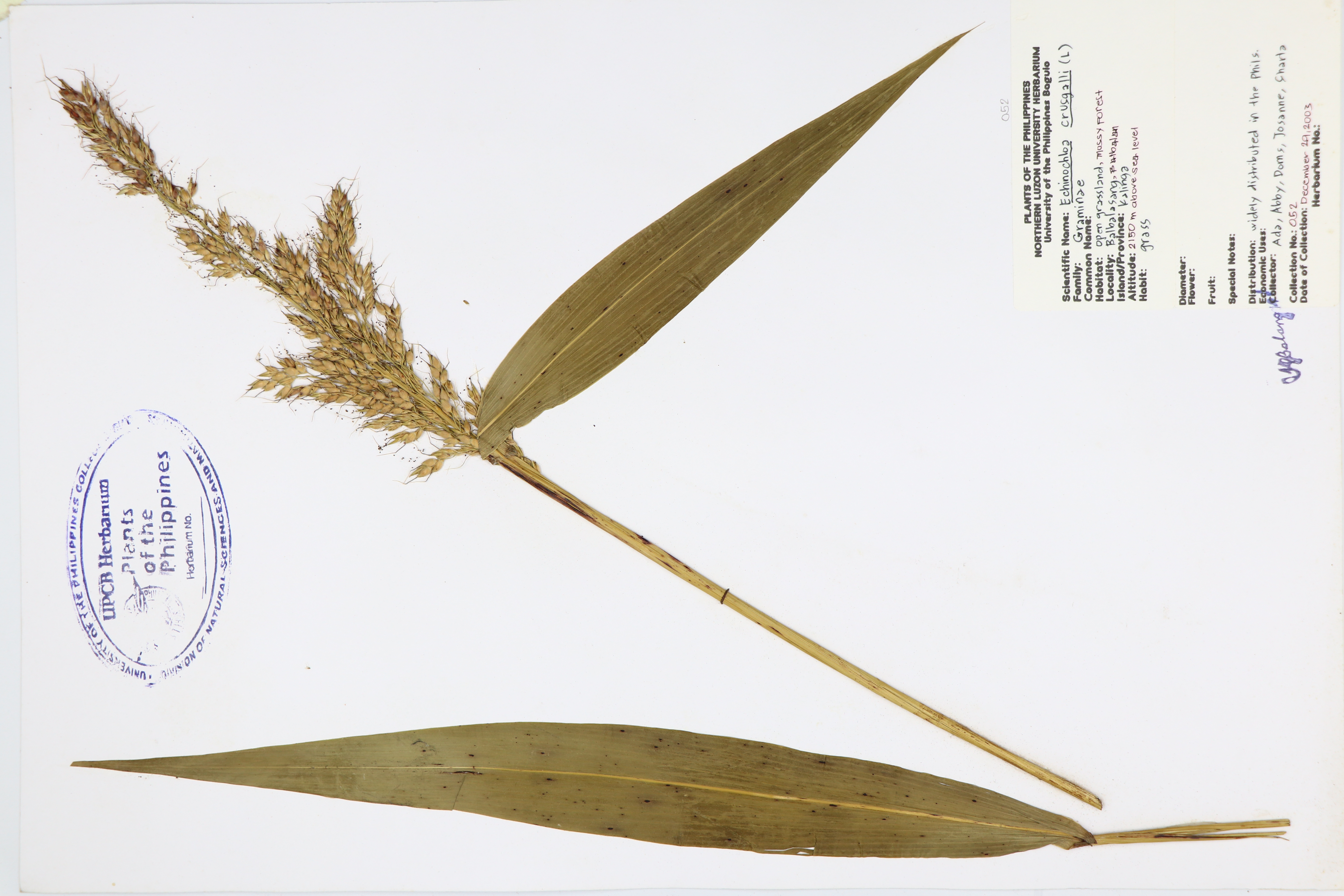 Echinochloa crus-galli