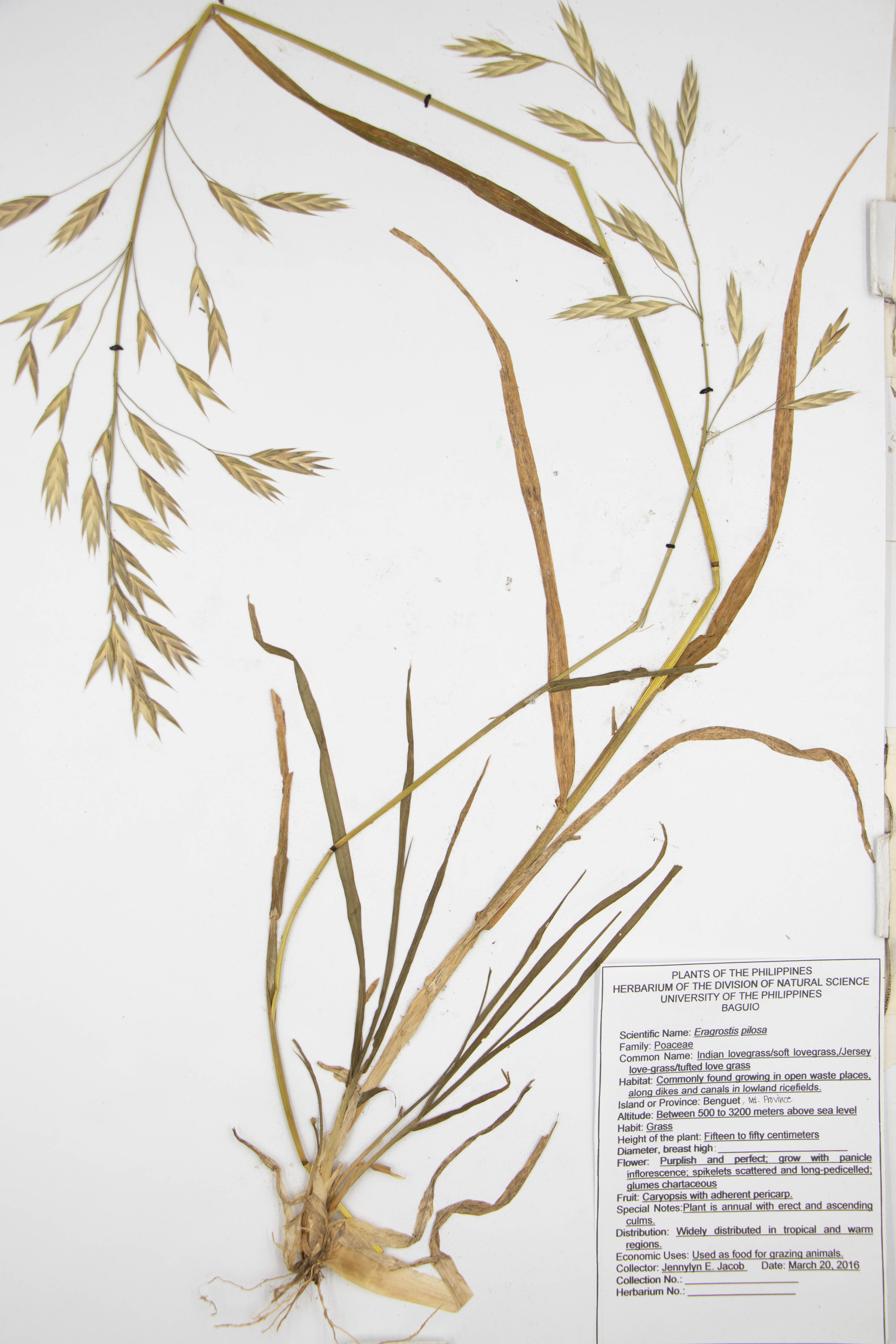 Eragrostis pilosa