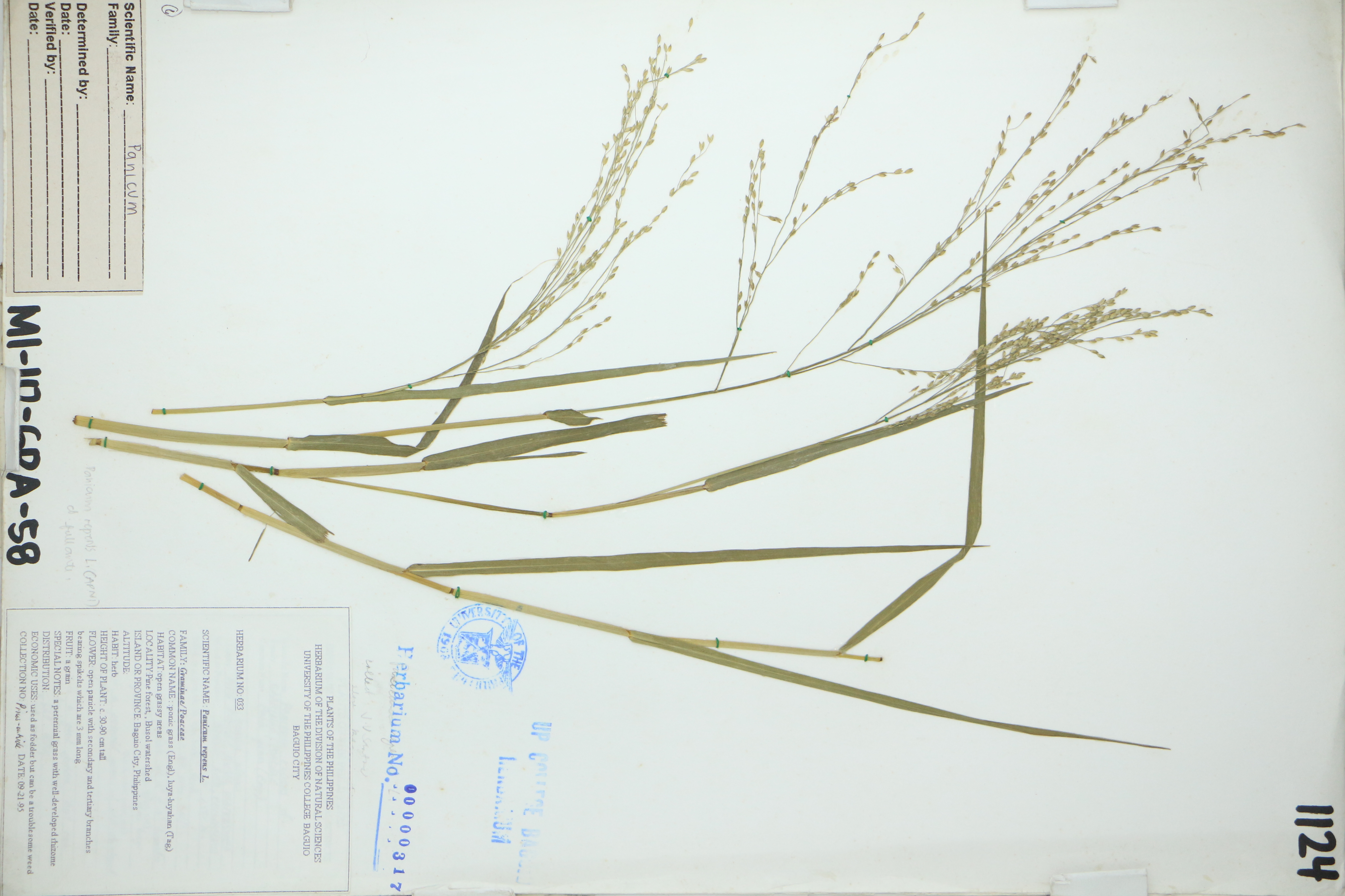 Panicum repens