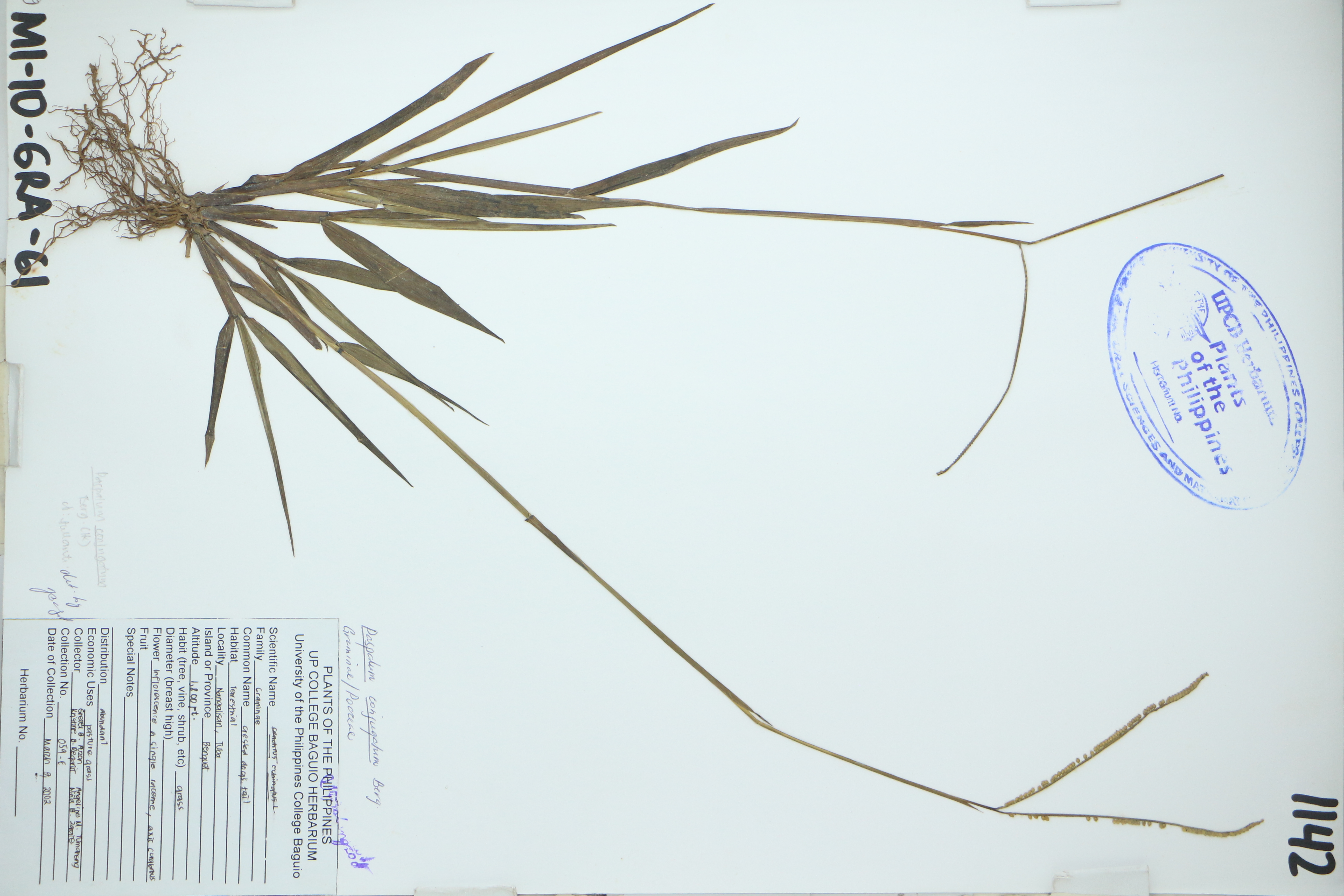 Paspalum conjugatum