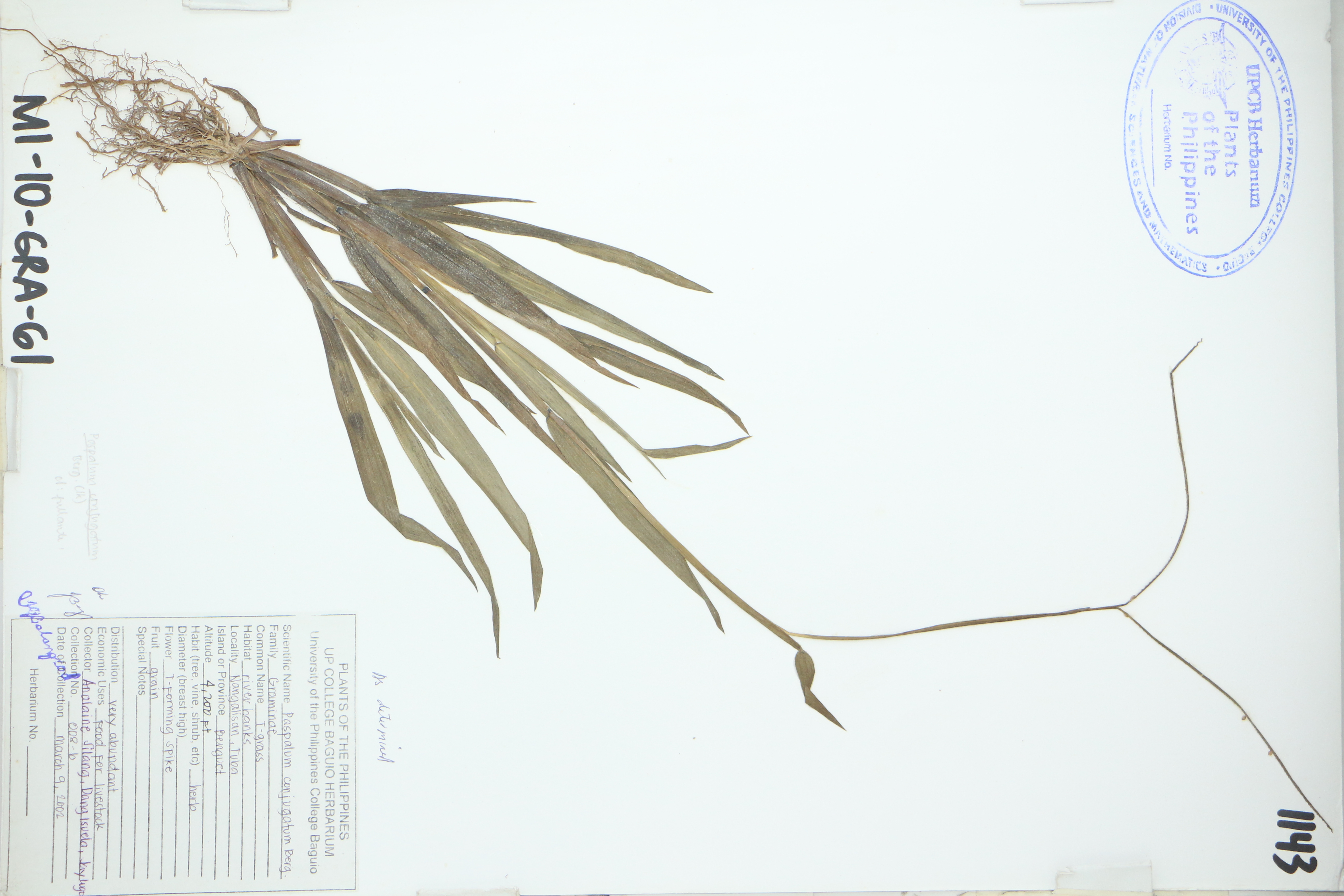 Paspalum conjugatum