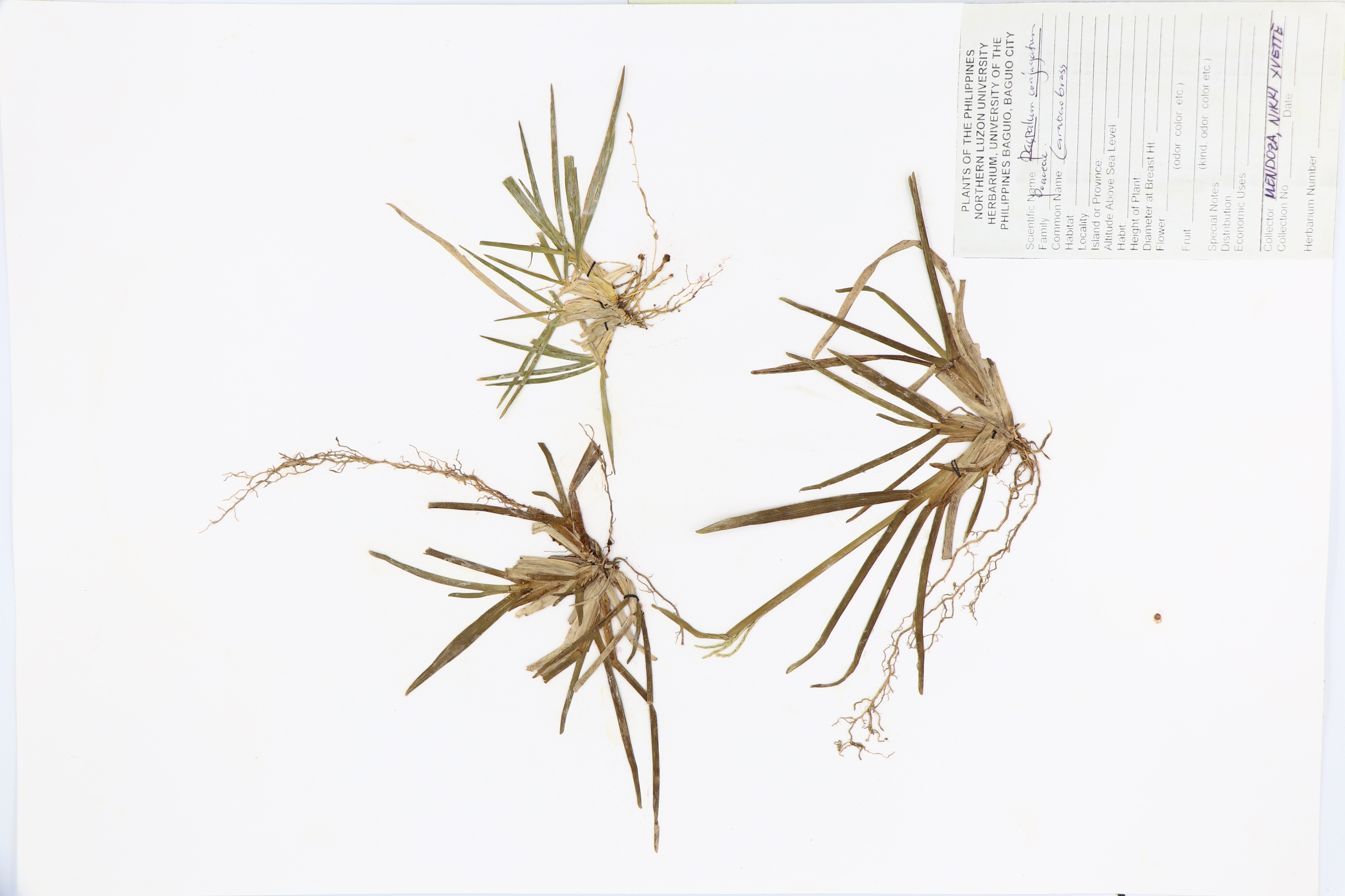 Paspalum conjugatum