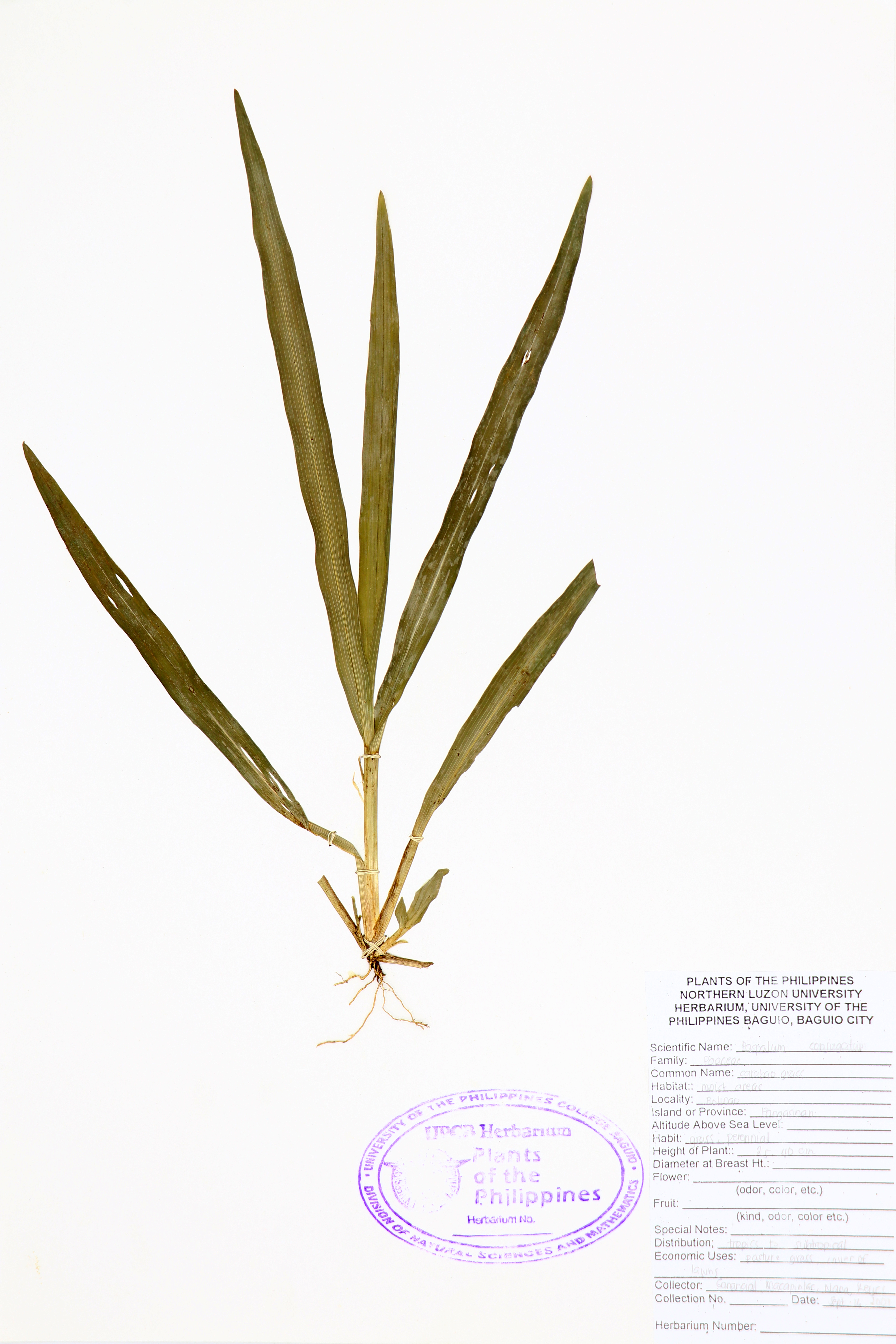 Paspalum conjugatum