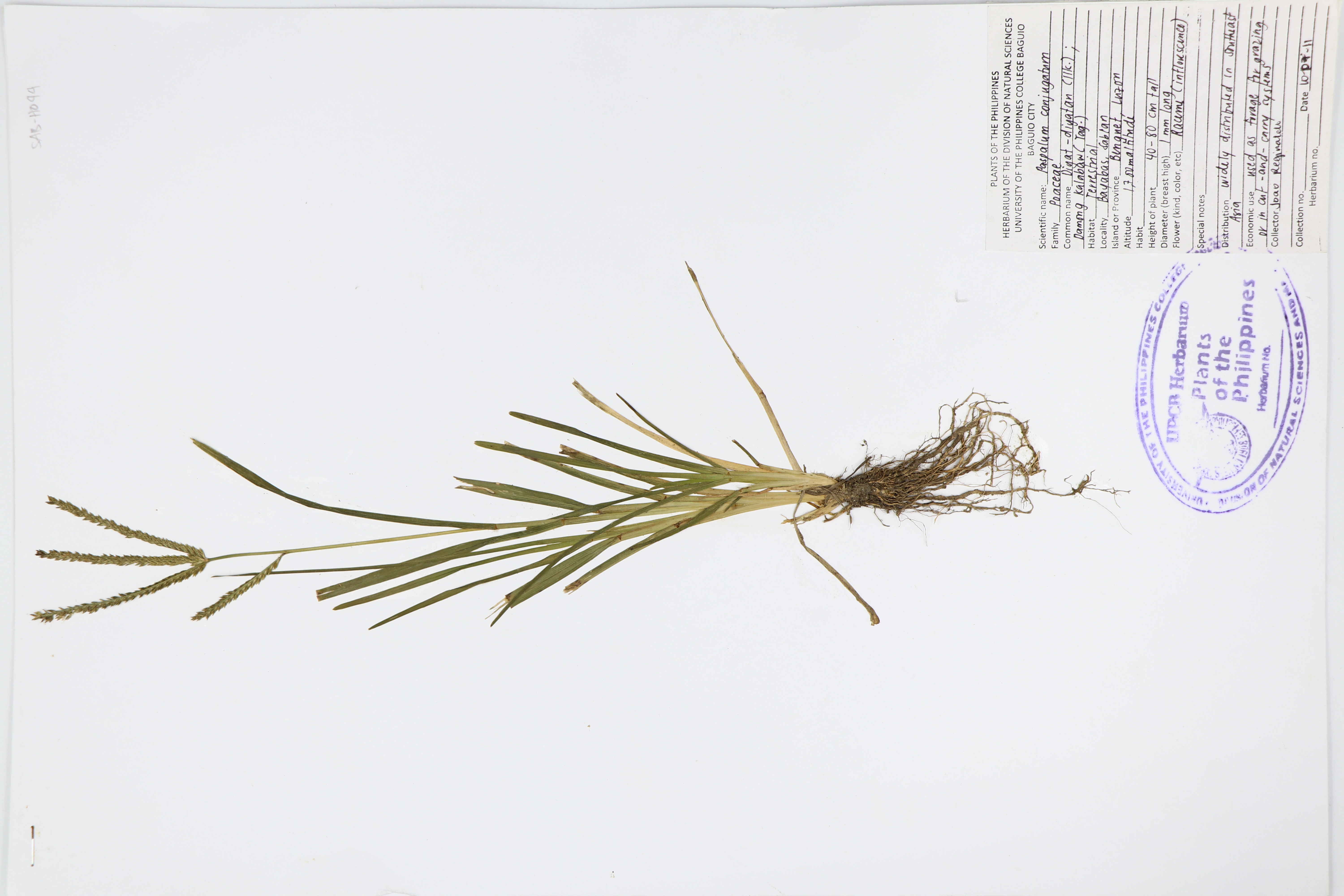 Paspalum conjugatum